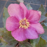 Paeonia cambessedesii 